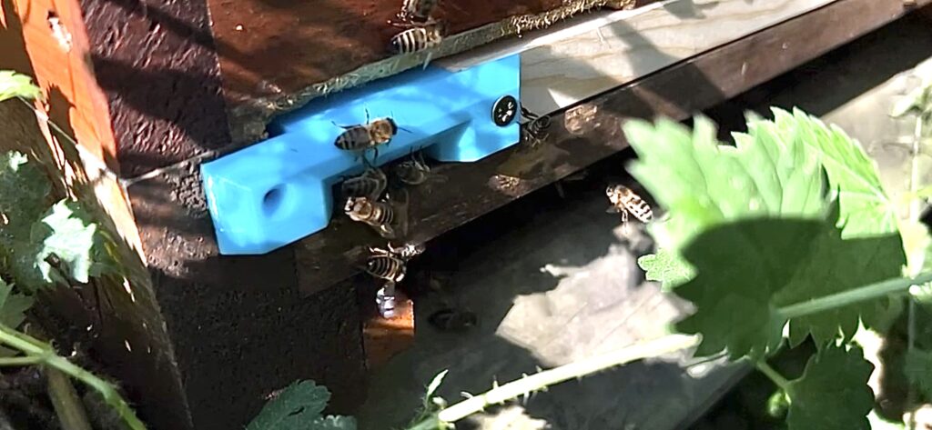 Einbau eines Prototypen der Fluglocheinengung in einer Dadant-Beute